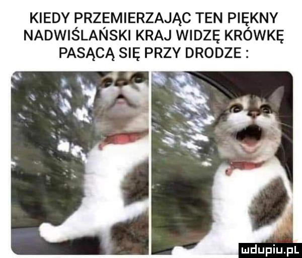 kiedy przemierzając ten piękny nadwislanski kraj widzę krówkę pasącą się przy drodze