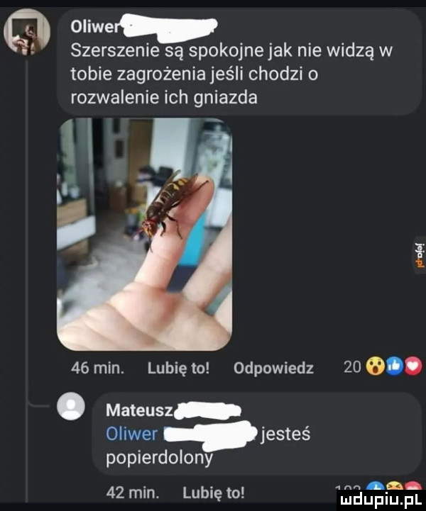 oliwe szerszenie są spokojne jak nie widzą w tobie zagrożenia jeśli chodzi o rozwalenie ich gniazda ll ili.    min. lunięto odpowiedz    o. abakankami mateusz oliwer jesteś popierdolony    min. lubię to