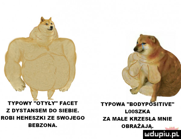typowy otyłv facet z dystansem do siebie. robi heheszki ze swojego bebzdna. typowa norm srnvs looszka za małe krzesła mnie obracają