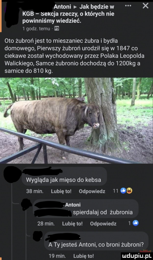 antoni jak badziew x kgb sekcja rzeczy o których nie powinniśmy wiedzieć.   godz. temu oto żubroń jest to mieszaniec żubra i bycia domowego. pierwszy żubroń urodził się w      co ciekawe zostai wychorowany przez polaka leopolda walickiego. samce żubronio dochodzą do     kg a wygląda jak mięso do kebsa    min. lubię to odpowiedz   . amonl spierdalaj od żubronia    min. lubię to odpowiedz  . a ty jesteś antoni co broni żubroni    min. lubię o