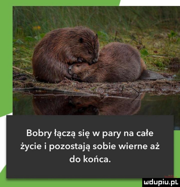 bobryłączę się w pary na całe życie i pozostają sobie wierne aż do końca