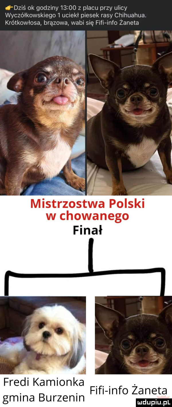 dzis ok godziny   ido z placu przy ulicy wyczółkowskiego   uciekł piesek rasy chihuahua. krótkowłosa brązowa wahl się fmainfo zaneta mirstrzosgtwa polski w chowanego finał a fredi kamionka gmina burzenin figi info żaneta