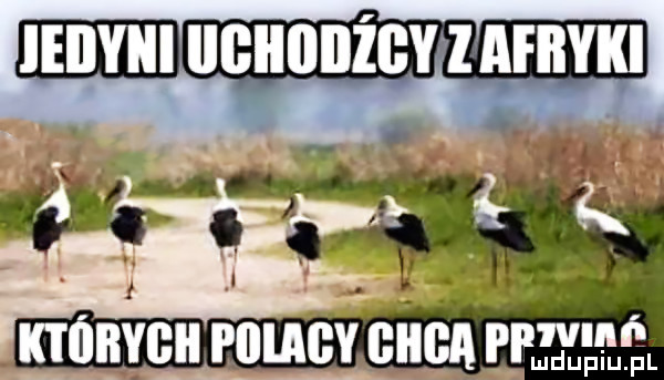 mm mucv circa my