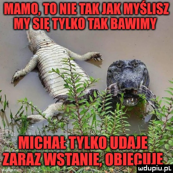 zakaz witani llbiegiiib i u uplu. pl