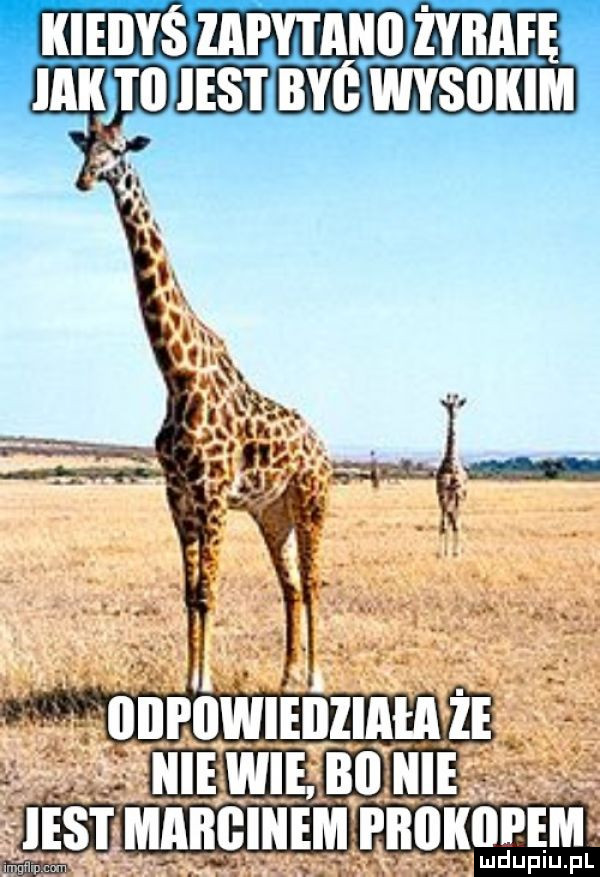 kiedyś lai y i akii żyrafę mk i b ihs i bab wksbkim