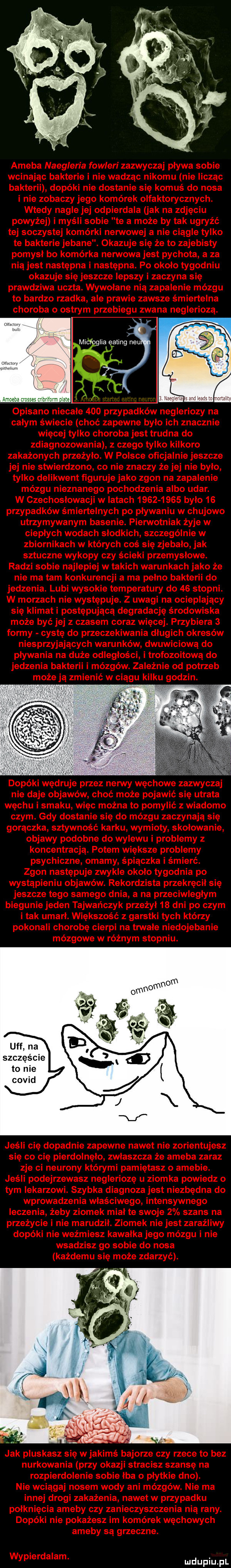 microglia eahng nru amneha     szczęście to nie covid
