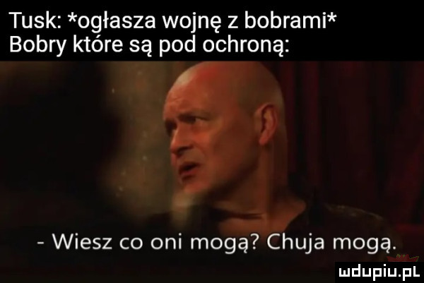 tusk ogłasza wojnę z bobrami bobry które są pod ochroną wiesz co oni mogą chuja mogą mdupiuij