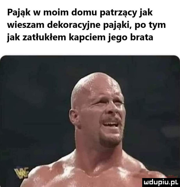 pająk w moim domu patrzący jak wieszam dekoracyjne pająki po tym jak zatłukłem kapciem jego brata a p. x