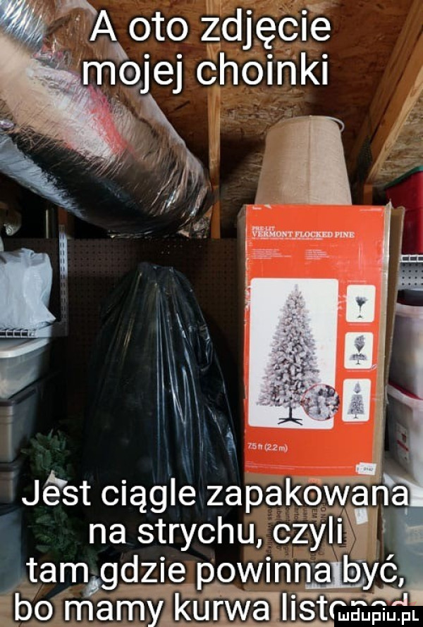 na oto zdjęcie mgle chomkl lf. jé st ciągle zapakólyyah na strychu czyli tam gclzjgpowinnałgć bo mamngunwaji ś tama