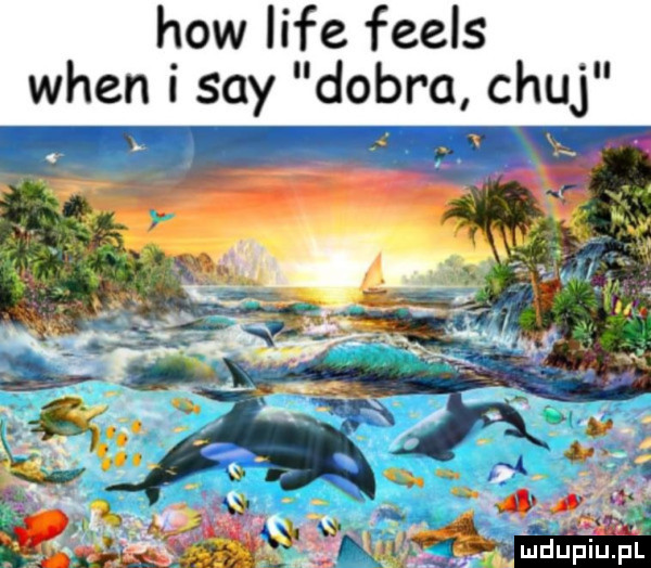 x   hiw lice feels wien i say dobra chuj
