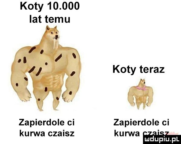 koty        lat temu koty teraz zapierdole ci zapierdole ci kurwa czaisz kurwa mm