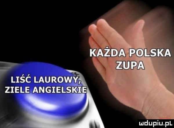liść laurowy ziele angielskii