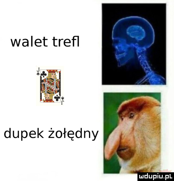 walet trefl dupek żołędny