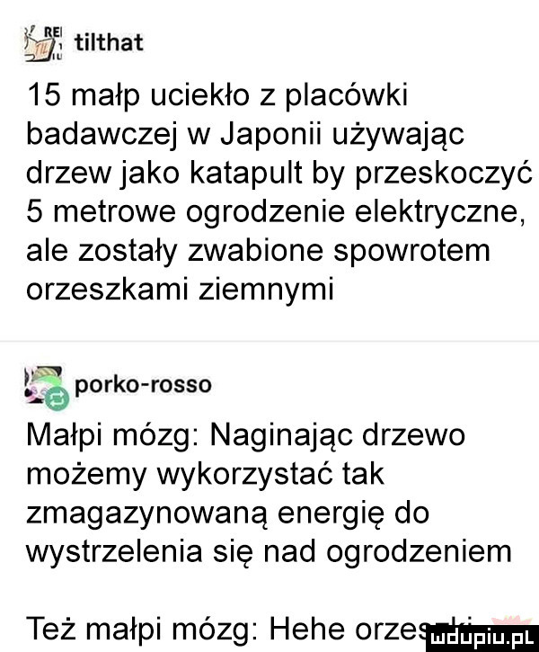 ij tilthat    małp uciekło z placówki badawczej w japonii używając drzew jako katapult by przeskoczyć   metrowe ogrodzenie elektryczne ale zostały zwabione spowrotem orzeszkami ziemnymi w parko rosso małpi mózg naginając drzewo możemy wykorzystać tak zmagazynowaną energię do wystrzelenia sie nad ogrodzeniem też małpi mózg hebe orzeﬁm m