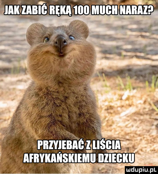 Obrazek