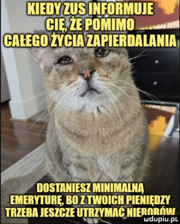 ell że mmm o zveln mlmnnuuln. mmmm bai l woigii pieniędzy i iiieia iesigie mmm illilmllnlll ludupiu. pl