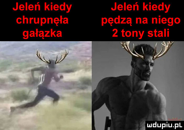 jeleń kiedy chrupnęła gałązka jeleń kiedy pędzą na niego   tony stali q