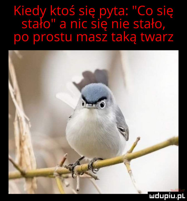 kiedł u ktoś się pyta co się saa o a nic się nie stało po prestu masz taką twarz