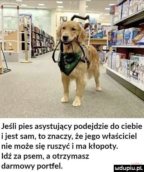jeśli pies asystujący podejdzie do ciebie ijest sam to znaczy że jego właściciel nie może się ruszyć i ma kłopoty. idź za psem a otrzymasz darmowy portfel