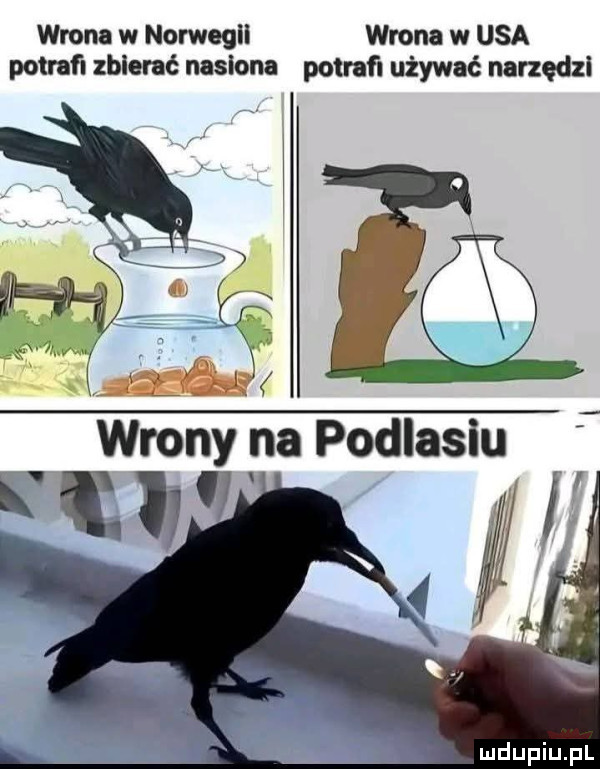 wrona w norwegii wrona w usa potrafi zbierać nasiona potrafi używać narzędzi