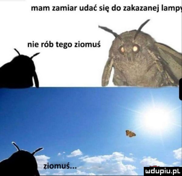 mam zamiar udać się do zakazanej lamp nie rób tego ziomuś