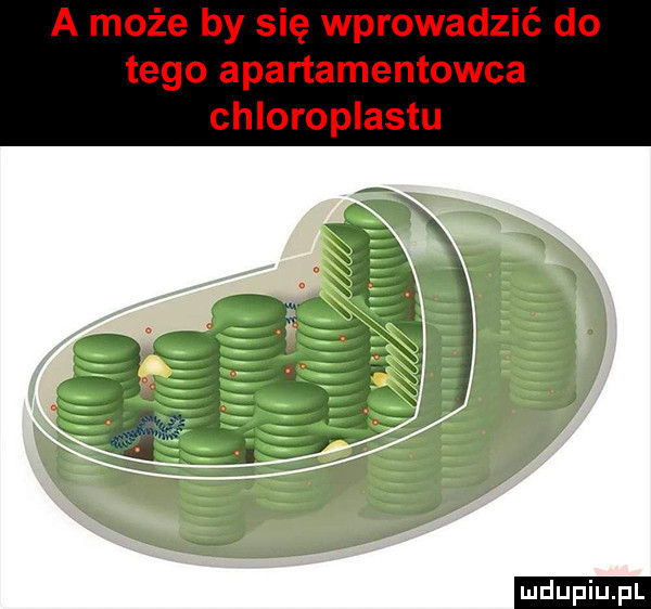 upiu pl