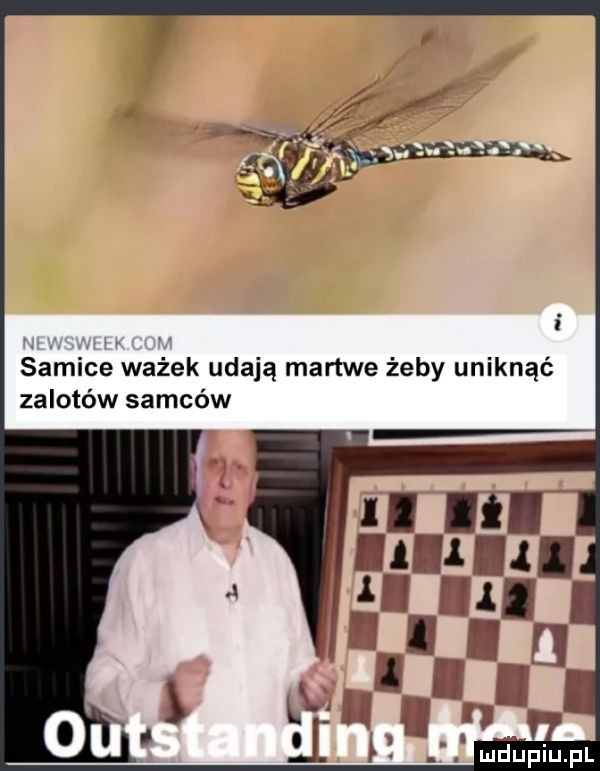 ż qu x. śźńice ważek udają martwe żeby uniknąć zalotów samców