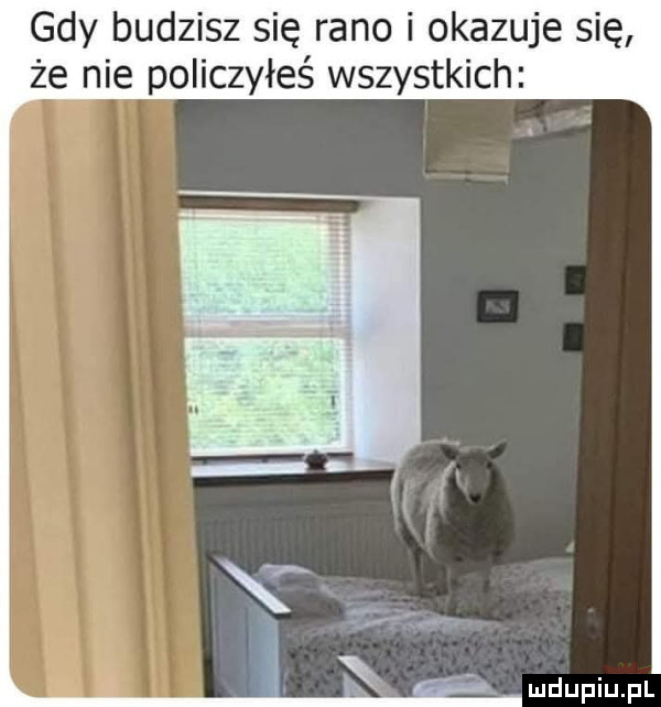 gdy budzisz się rano i okazuje się że nie policzyłeś wszystkich