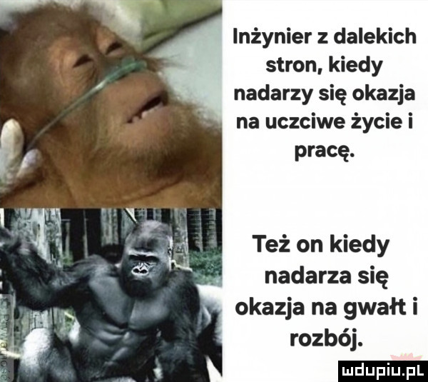 inżynier z dalekich stron kiedy nadarzy się okazja na uczciwe życie i pracę. też on kiedy nadarza się okazja na gwałt i rozbój