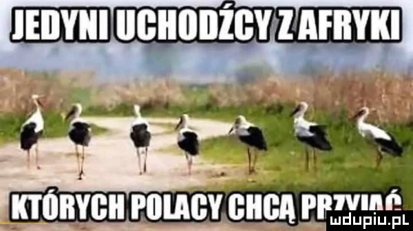 których piiiagy gilga