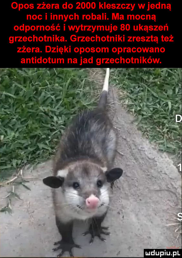 Obrazek