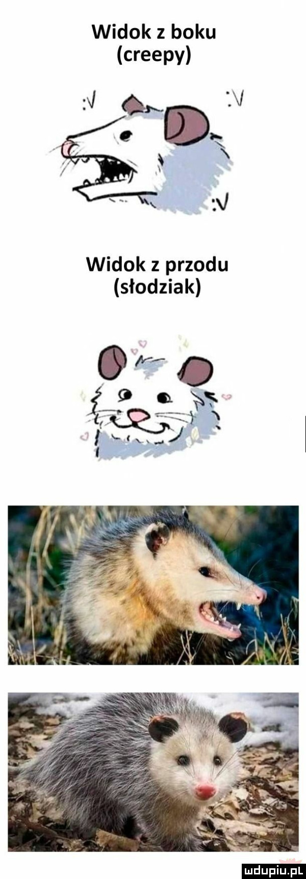widok z boku creepy v widok z przodu słodziak i x   ludu iu. l