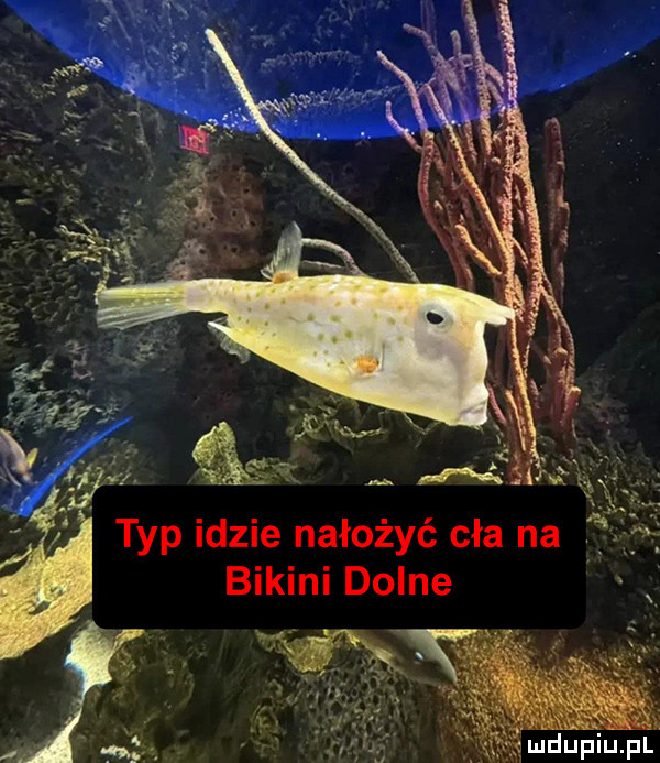 typ idzie nałożyć cła na i