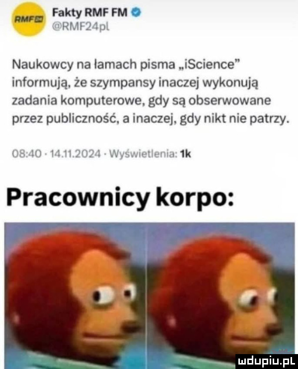 faktyrmffm naukowcy na lamach pisma iscience informują. że szympansy inaczej wykonują zadania komputerowe. gdy są obserwowane przez publiczność. a inaczej. gdy nikt nie patrzy. pracownicy korpo i. mdupiﬁﬁ