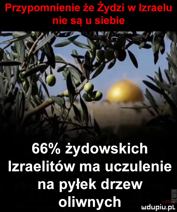 żydowskich izraelitów ma uczulenie na pyłek drzew oliwnych mdupiu p