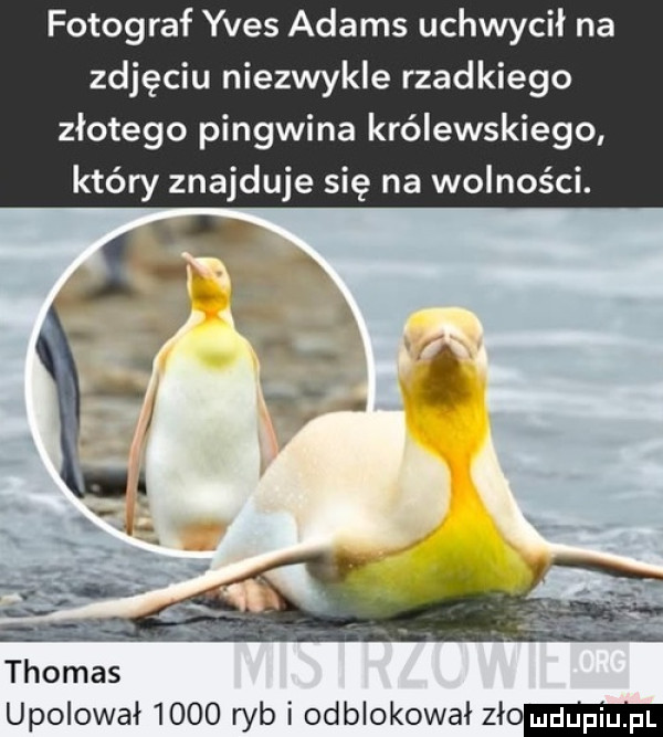 fotograf yves adams uchwycił na zdjęciu niezwykle rzadkiego złotego pingwina królewskiego który znajduje się na wolności. thomas upolował      ryb i odblokował zło