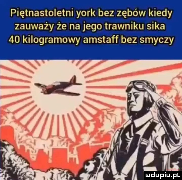 piętnastoletniyork bez zębów kiedy zauważy że na jego trawniku sika    kilogramowy amstaff bez smyczy