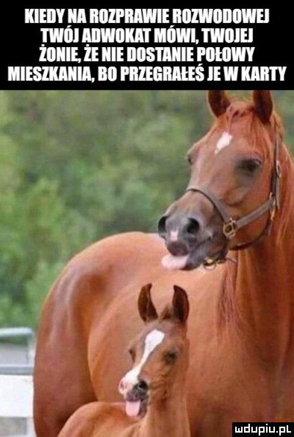 mmm nnzl nnmąnuzwnnuwu main nwnlun nownwnm lnllli. ie nnsnuui mmm mieszkania bai pnuannus  mm w l f
