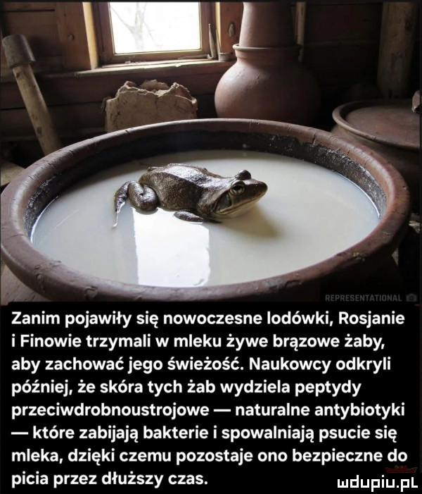 zanim pojawiły się nowoczesne lodówki rosjanie i finowie trzymali w mleku żywe brązowe żaby aby zachować jego świeżość. naukowcy odkryli później że skóra tych żab wydziela peptydy przeciwdrobnoustrojowe naturalne antybiotyki które zabijają bakterie i spowalniają psucie się mleka dzięki czemu pozostaje ono bezpieczne do picia przez dłuższy czas