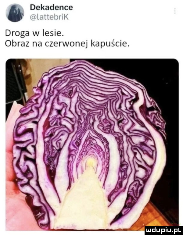 dekadence mttwhuk droga w lesie. obraz na czerwonej kapuście