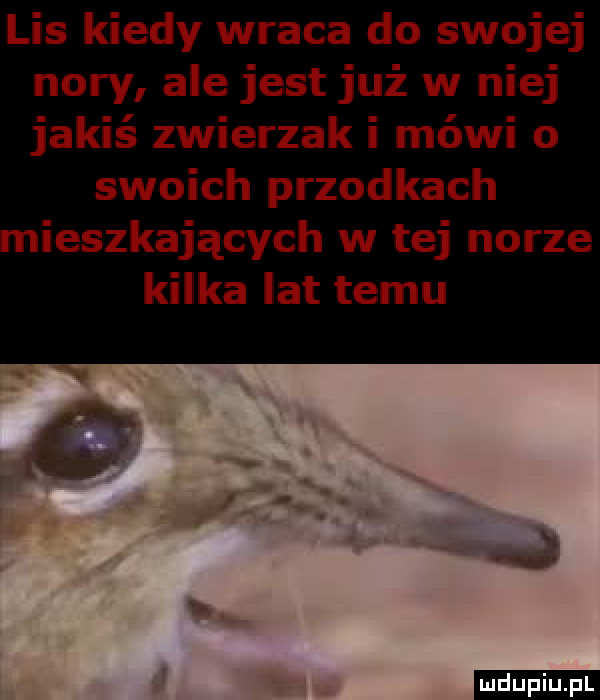 lis kiedy wraca do swojej nory ale jest już w niej jakiś zwierzak i mówi o swoich przodkach ieszkających w tej norze kilka lat temu ludu iu. l