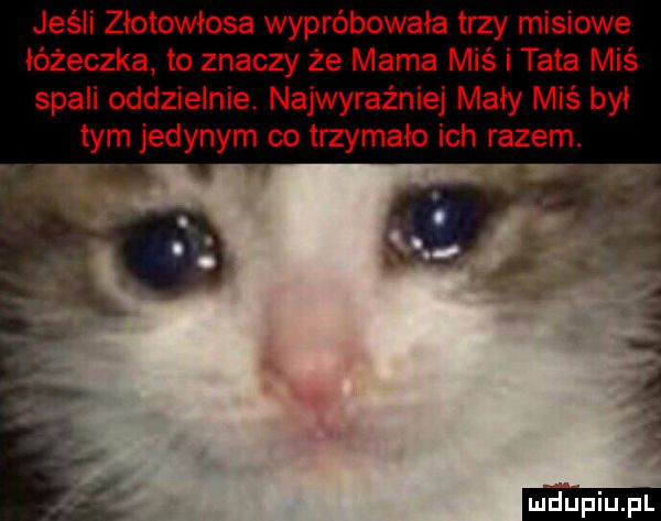 jeśli złotowłosa wypróbowała trzy misiowe łóżeczka to znaczy że mama miś i tata miś spali oddzielnie. najwyraźniej mały miś był tym jedynym co trzymało ich razem