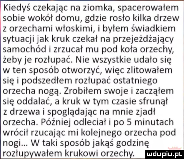 kiedyś czekając na ziomka spacerowałem sobie wokół domu gdzie rosło kilka drzew z orzechami włoskimi i byłem świadkiem sytuacji jak kruk czekał na przejeżdżający samochód i zrzucal mu pod koła orzechy żeby je rozłupać. nie wszystkie udało się w ten sposób otworzyć więc zlitowałem się i podszedłem rozłupać ostatniego orzecha nogą. zrobiłem swoje i zacząłem się oddalać a kruk w tym czasie sfrunąl z drzewa i spoglądając na mnie zjadł orzecha. później odleciał i po   minutach wrócił rzucając mi kolejnego orzecha pod nogi. w taki sposób jakąś godzinę rodłu wałem krukowi orzech