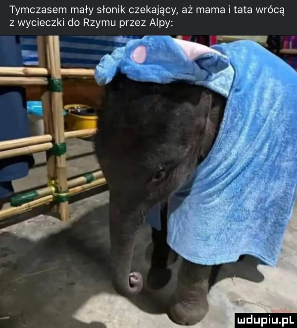 tymczasem mały słonik czekający aż mama i tata wrócą z wycieczki do rzymu przez alpy śl