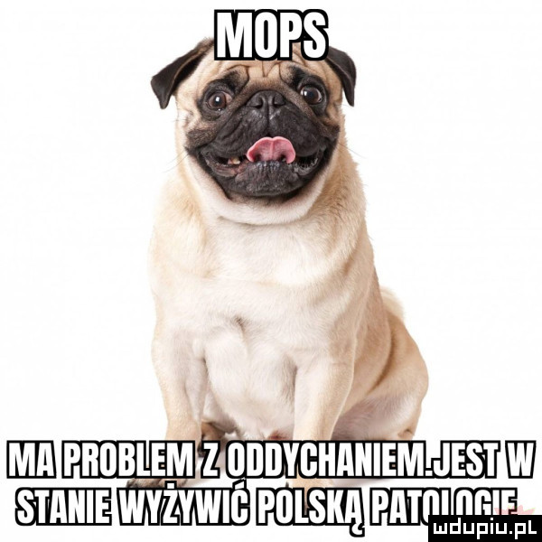 ie piigblemz ililijyghaiiiem. jest w   m wvivwnémﬂmgm