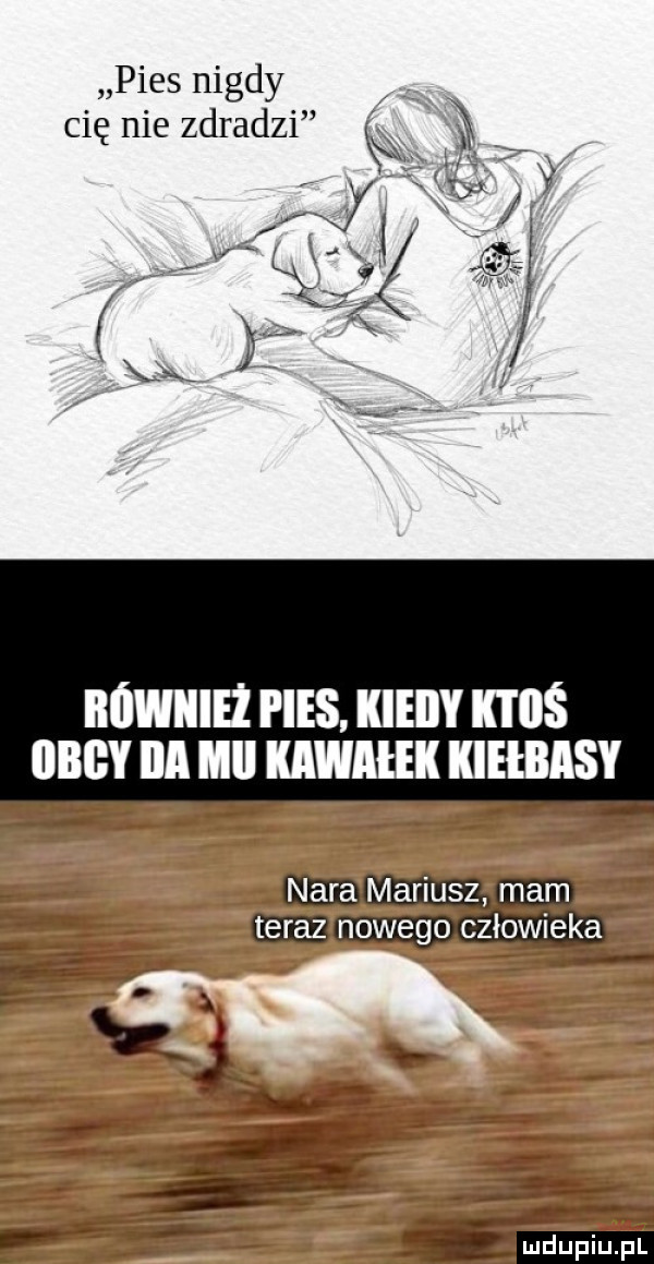pies nigdy cię nie zdradzi kx równiez pies kiedy il i iiś    v ica mel wiek kielbisy macam eee m śż m