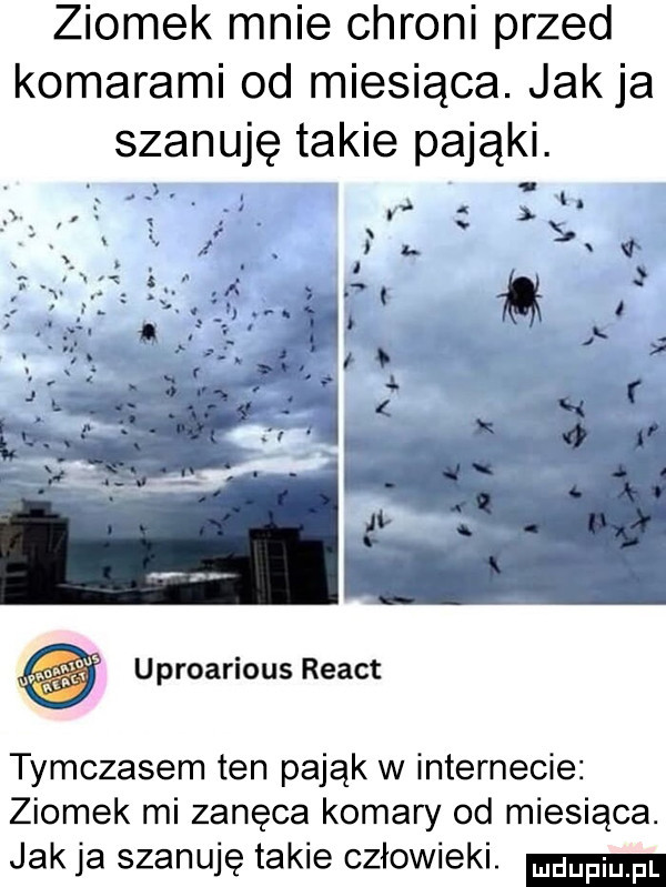 ziomek mnie chroni przed komarami od miesiąca. jakla szanuję takie pająki. x. abakankami. r   uproarious react tymczasem ten pająk w internecie ziomek mi zanęca komary od miesiąca. jak ja szanuję takie człowieki