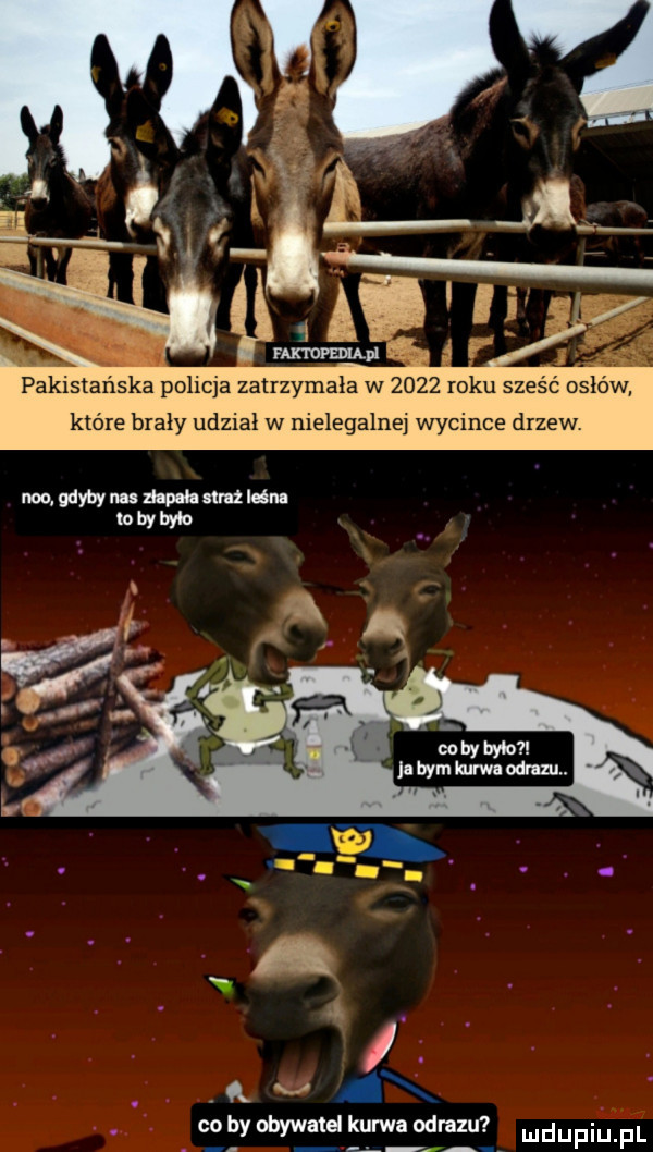 pakistańska policja zatrzymała w      roku sześć osłów które brały udział w nielegalnej wycince drzew. v x. co by obywatel kurwa obrazu