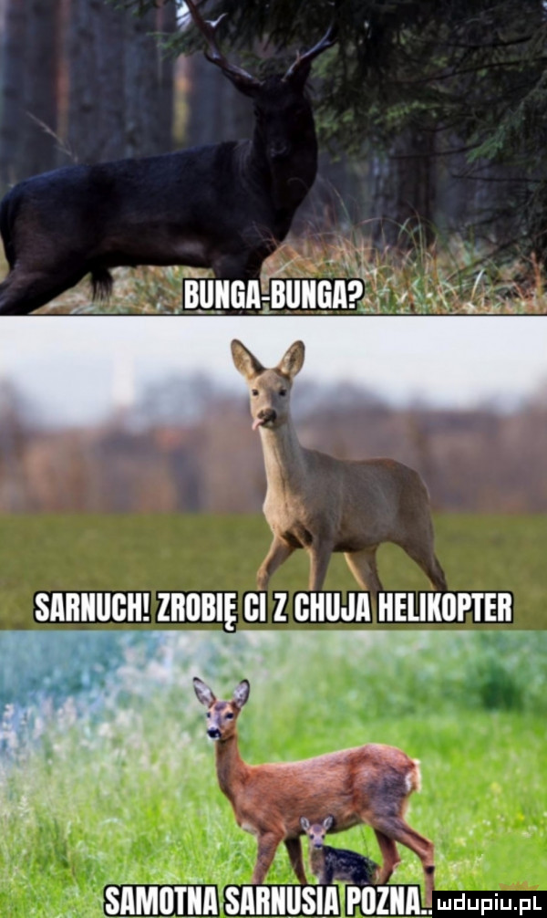 m a. f. biiiiiili f biiiiiili. a sabiiiigh zgubię bi z biiiija helikopter samotnia sahiiiisiapbiiia udupiu pl