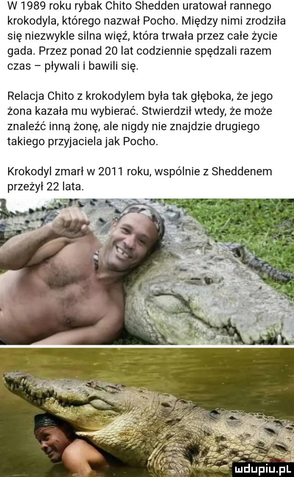w      roku rybak czito shedden uratował rannego krokodyla którego nazwał pacho. między nimi zrodziła się niezwykle silna więź która trwała przez całe zycie gada przez ponad    lat codziennie spędzali razem czas pływali i bawili się. relacja czito z krokodylem była tak głęboka ze jego żona kazala mu wybierać. stwierdził wtedy za może znaleźć inną zonę ale nigdy nie znajdzie drugiego takiego przyjaciela jak pacho. krokodyl zmarł w      roku wspólnie z sheddenem przeżył    lata